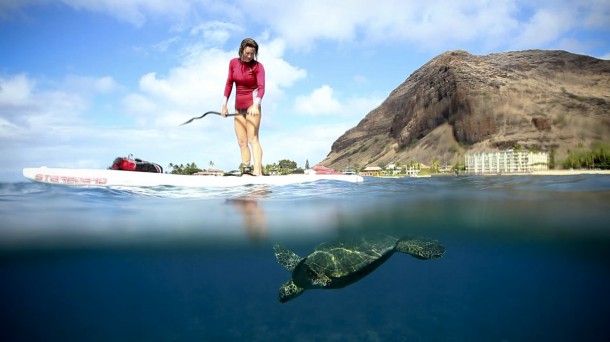 Nikki Gregg Sea Turtle